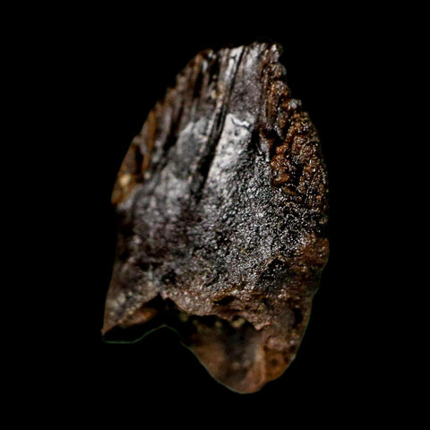 0.6" Triceratops Fossil Tooth Hell Creek FM Cretaceous Dinosaur Montana COA Stand