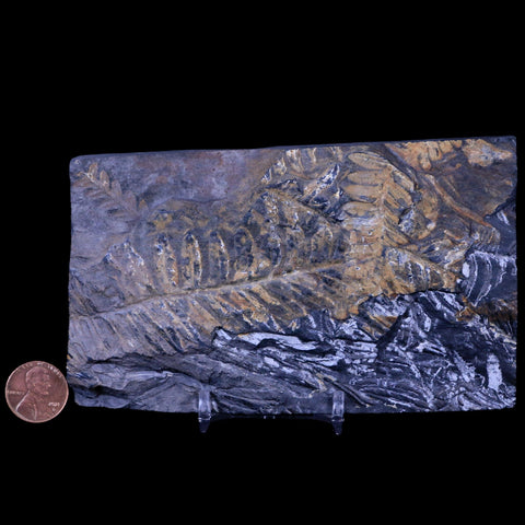 5.3" Alethopteris Fern Plant Leaf Fossil Carboniferous Age Llewellyn FM ST Clair, PA - Fossil Age Minerals
