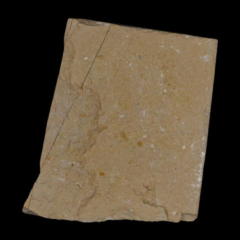 1.6" Fossil Shrimp Carpopenaeus Cretaceous Age 100 Mil Yrs Old Lebanon COA - Fossil Age Minerals