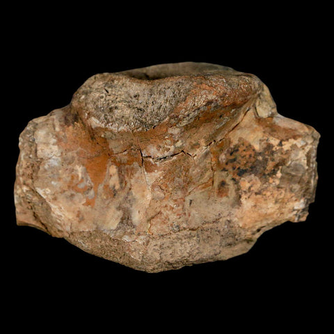 2.5" Hadrosaur Dinosaur Fossil Vertebrae Bone Judith River Formation Montana COA - Fossil Age Minerals