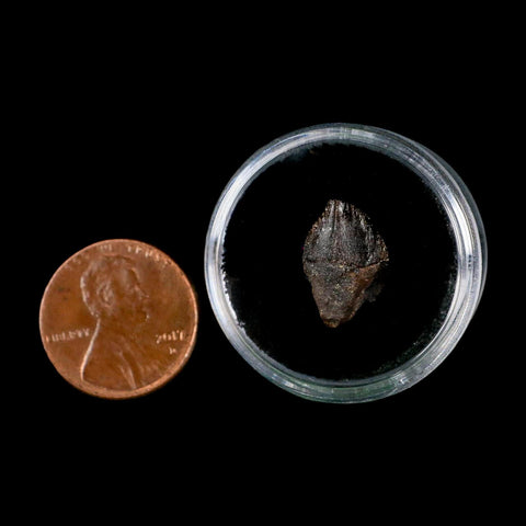 0.6" Triceratops Fossil Tooth Hell Creek FM Cretaceous Dinosaur Montana COA Stand