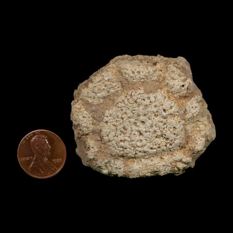 2" Glyptodon Fossil Osteoderm Scute Plate Bony Armor Pleistocene Uruguay COA - Fossil Age Minerals