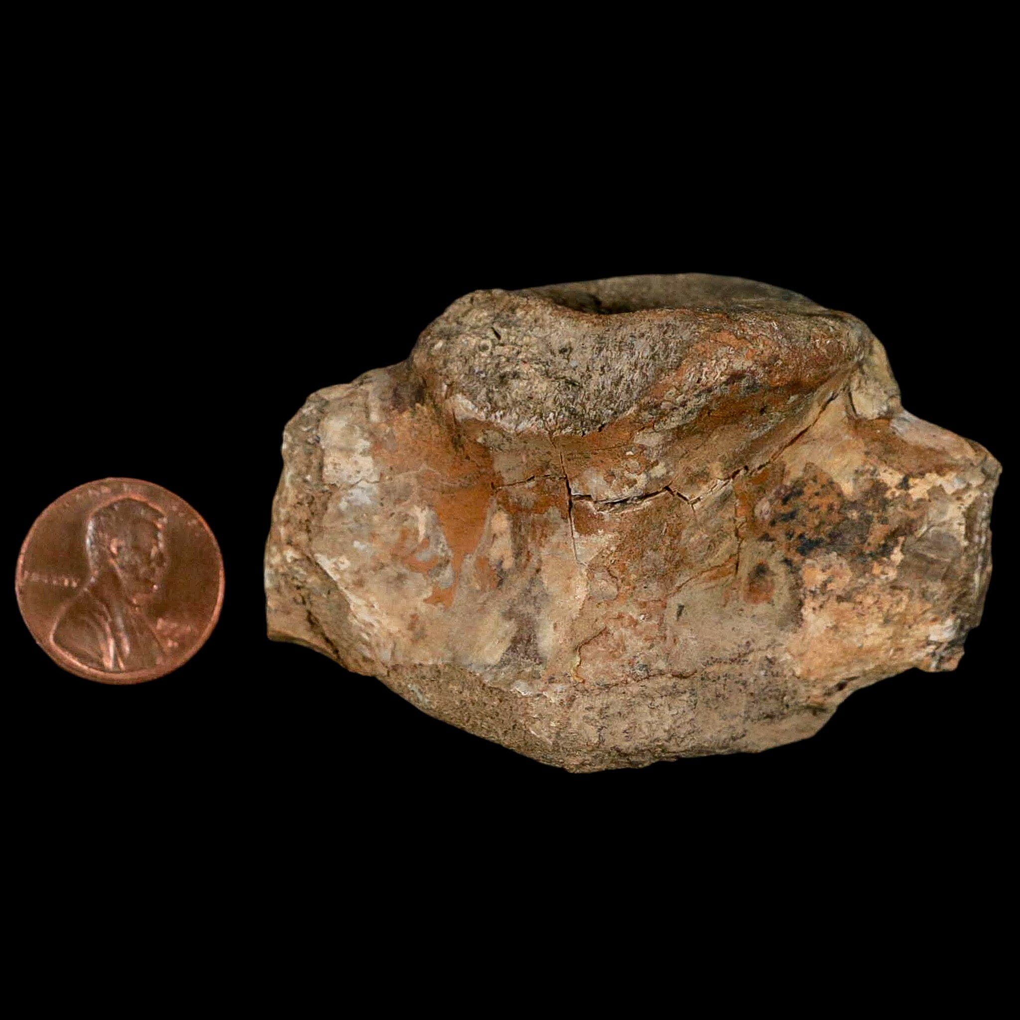 2.5" Hadrosaur Dinosaur Fossil Vertebrae Bone Judith River Formation Montana COA - Fossil Age Minerals