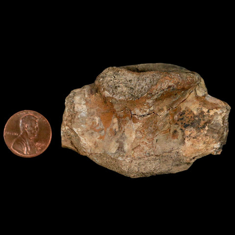 2.5" Hadrosaur Dinosaur Fossil Vertebrae Bone Judith River Formation Montana COA - Fossil Age Minerals