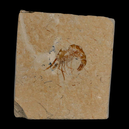 0.9" Fossil Shrimp Carpopenaeus Cretaceous Age 100 Mil Yrs Old Lebanon COA