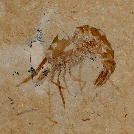 0.9" Fossil Shrimp Carpopenaeus Cretaceous Age 100 Mil Yrs Old Lebanon COA