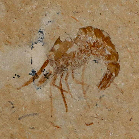 0.9" Fossil Shrimp Carpopenaeus Cretaceous Age 100 Mil Yrs Old Lebanon COA - Fossil Age Minerals