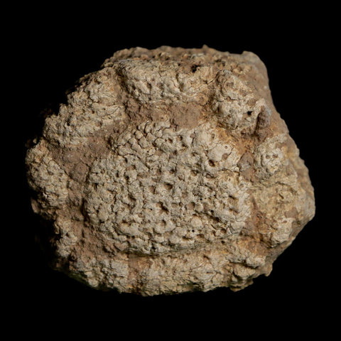 2" Glyptodon Fossil Osteoderm Scute Plate Bony Armor Pleistocene Uruguay COA - Fossil Age Minerals