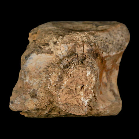 2.5" Hadrosaur Dinosaur Fossil Vertebrae Bone Judith River Formation Montana COA - Fossil Age Minerals
