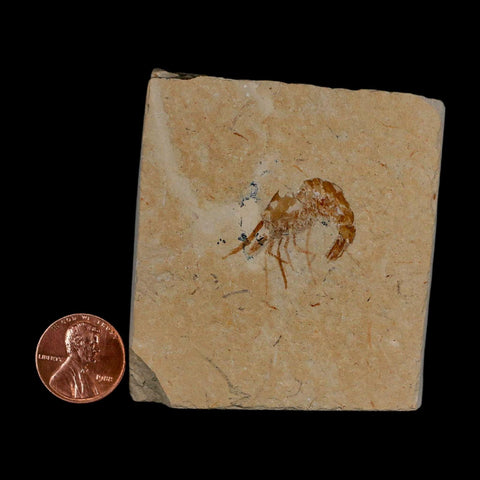 0.9" Fossil Shrimp Carpopenaeus Cretaceous Age 100 Mil Yrs Old Lebanon COA - Fossil Age Minerals