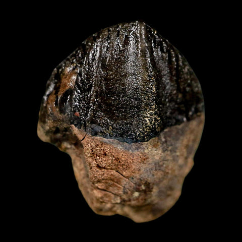 XL 0.8" Triceratops Fossil Tooth Hell Creek FM Cretaceous Dinosaur Montana COA Stand