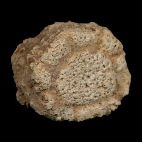 2" Glyptodon Fossil Osteoderm Scute Plate Bony Armor Pleistocene Uruguay COA - Fossil Age Minerals