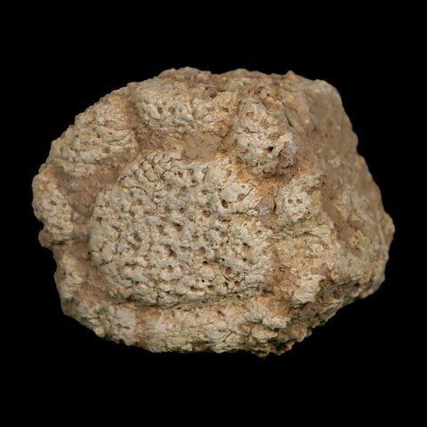 2" Glyptodon Fossil Osteoderm Scute Plate Bony Armor Pleistocene Uruguay COA - Fossil Age Minerals