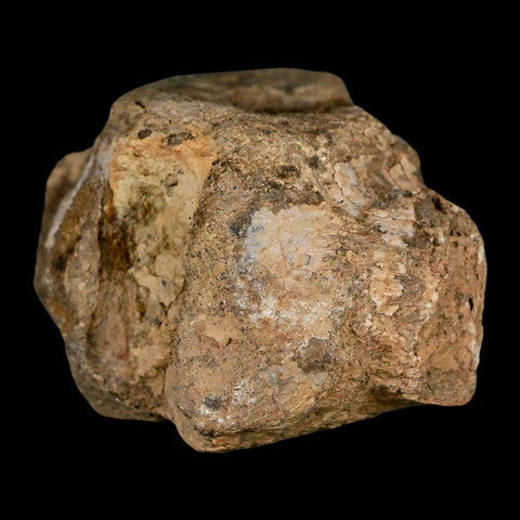 2.5" Hadrosaur Dinosaur Fossil Vertebrae Bone Judith River Formation Montana COA - Fossil Age Minerals