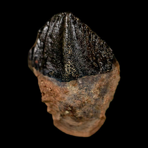 XL 0.8" Triceratops Fossil Tooth Hell Creek FM Cretaceous Dinosaur Montana COA Stand