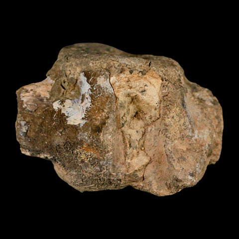 2.5" Hadrosaur Dinosaur Fossil Vertebrae Bone Judith River Formation Montana COA - Fossil Age Minerals