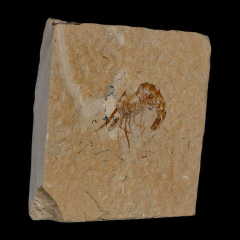 0.9" Fossil Shrimp Carpopenaeus Cretaceous Age 100 Mil Yrs Old Lebanon COA - Fossil Age Minerals