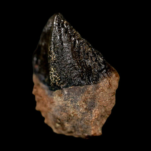 XL 0.8" Triceratops Fossil Tooth Hell Creek FM Cretaceous Dinosaur Montana COA Stand