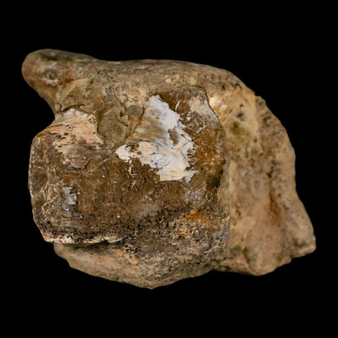2.5" Hadrosaur Dinosaur Fossil Vertebrae Bone Judith River Formation Montana COA - Fossil Age Minerals