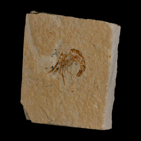 0.9" Fossil Shrimp Carpopenaeus Cretaceous Age 100 Mil Yrs Old Lebanon COA - Fossil Age Minerals