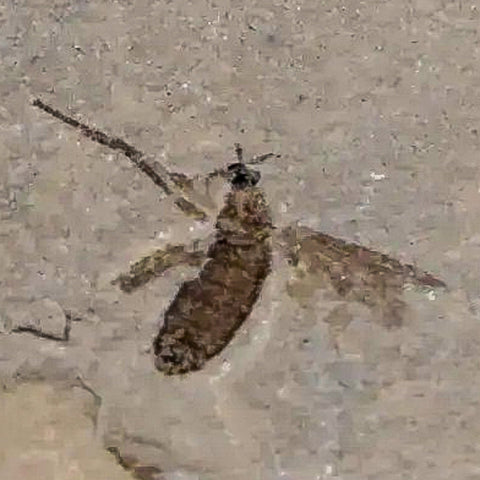 0.2 Detailed Fossil Diptera Fly Insect Green River FM Uintah County UT Eocene Age - Fossil Age Minerals