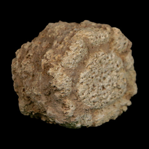 2" Glyptodon Fossil Osteoderm Scute Plate Bony Armor Pleistocene Uruguay COA - Fossil Age Minerals