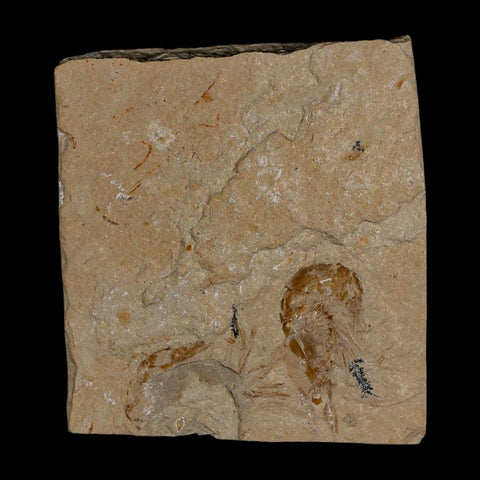 0.9" Fossil Shrimp Carpopenaeus Cretaceous Age 100 Mil Yrs Old Lebanon COA - Fossil Age Minerals