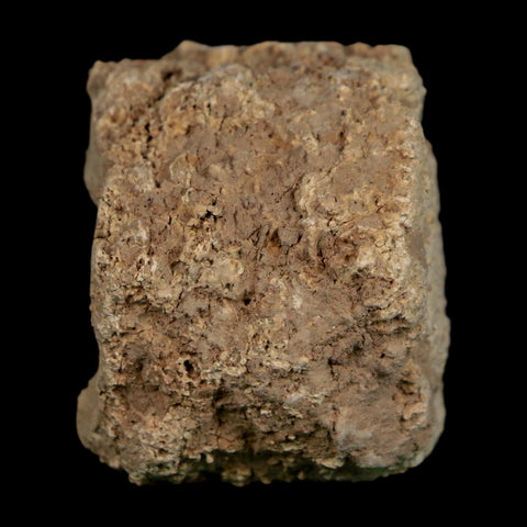 2" Glyptodon Fossil Osteoderm Scute Plate Bony Armor Pleistocene Uruguay COA - Fossil Age Minerals