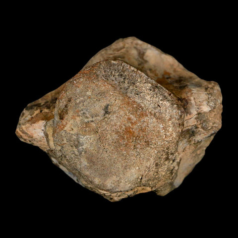 2.5" Hadrosaur Dinosaur Fossil Vertebrae Bone Judith River Formation Montana COA - Fossil Age Minerals