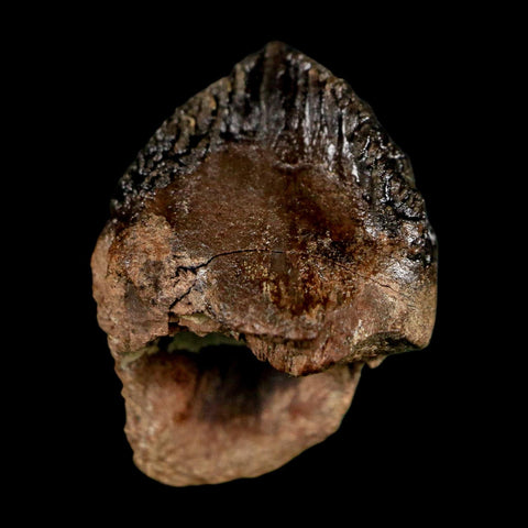 XL 0.8" Triceratops Fossil Tooth Hell Creek FM Cretaceous Dinosaur Montana COA Stand