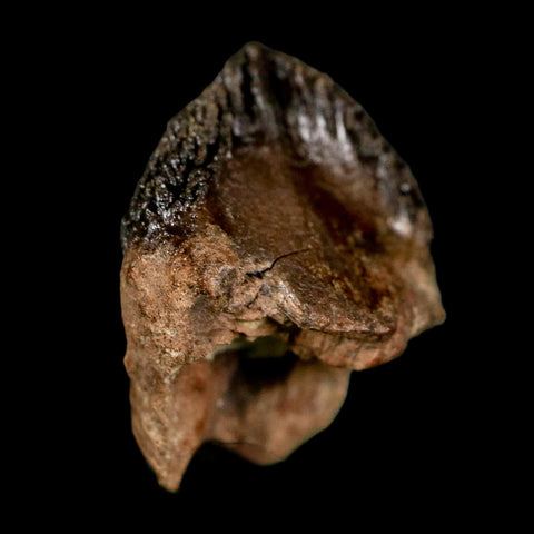 XL 0.8" Triceratops Fossil Tooth Hell Creek FM Cretaceous Dinosaur Montana COA Stand