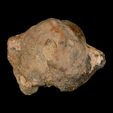 2.5" Hadrosaur Dinosaur Fossil Vertebrae Bone Judith River Formation Montana COA - Fossil Age Minerals