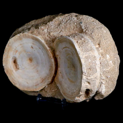 Two 76MM Otodus Obliquus Shark Vertebrae Fossil Bone In Matrix Morocco COA - Fossil Age Minerals
