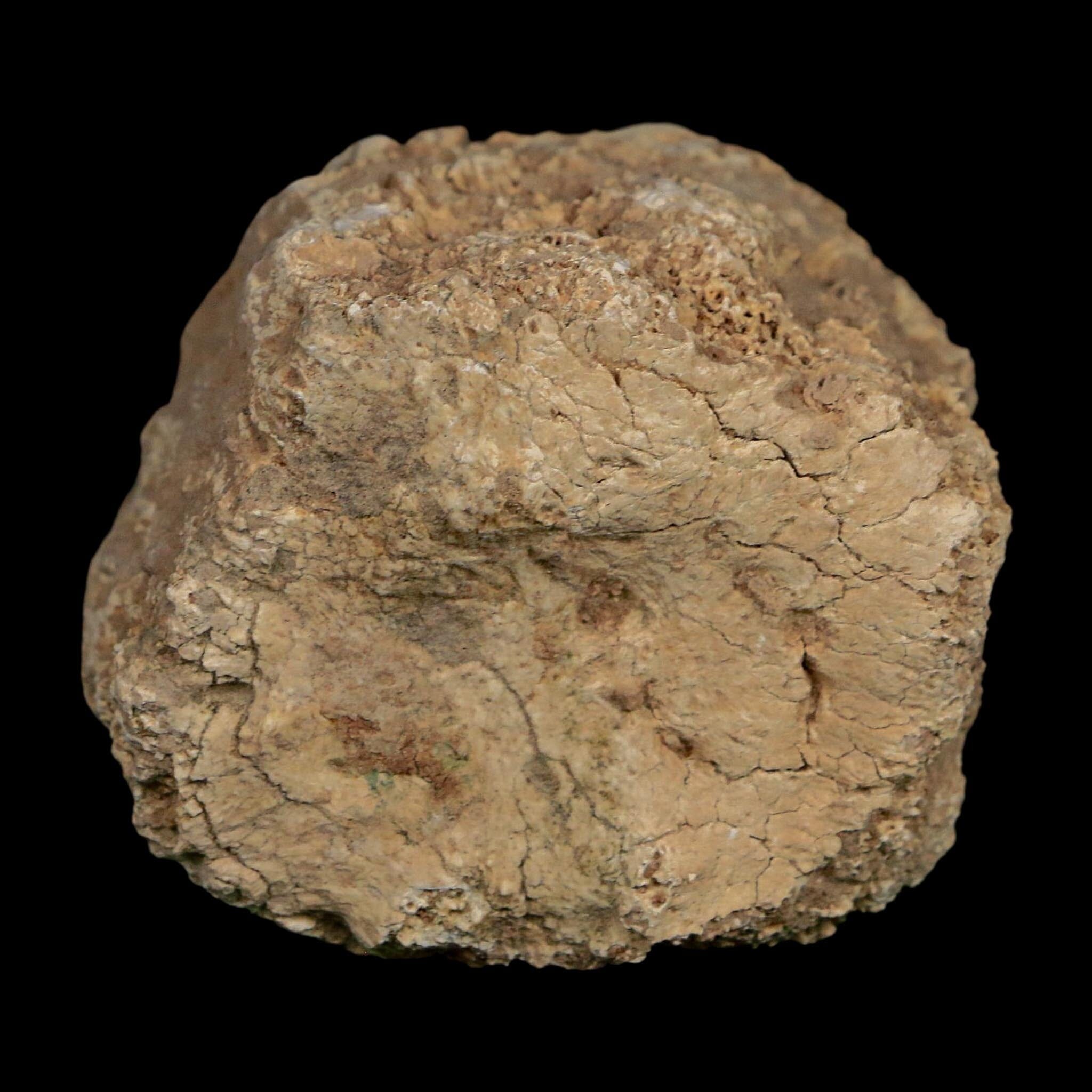 2" Glyptodon Fossil Osteoderm Scute Plate Bony Armor Pleistocene Uruguay COA - Fossil Age Minerals