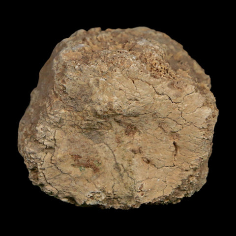 2" Glyptodon Fossil Osteoderm Scute Plate Bony Armor Pleistocene Uruguay COA - Fossil Age Minerals