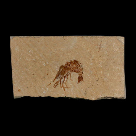 0.8" Fossil Shrimp Carpopenaeus Cretaceous Age 100 Mil Yrs Old Lebanon COA