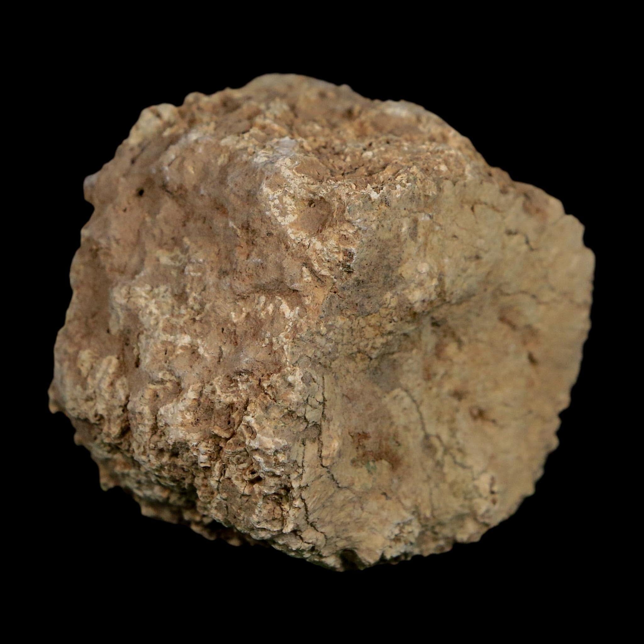 2" Glyptodon Fossil Osteoderm Scute Plate Bony Armor Pleistocene Uruguay COA - Fossil Age Minerals