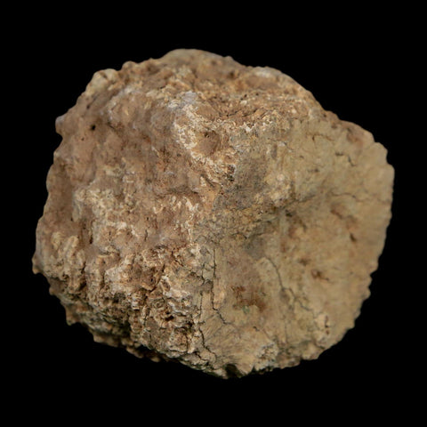2" Glyptodon Fossil Osteoderm Scute Plate Bony Armor Pleistocene Uruguay COA - Fossil Age Minerals