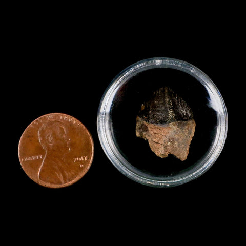 XL 0.8" Triceratops Fossil Tooth Hell Creek FM Cretaceous Dinosaur Montana COA Stand