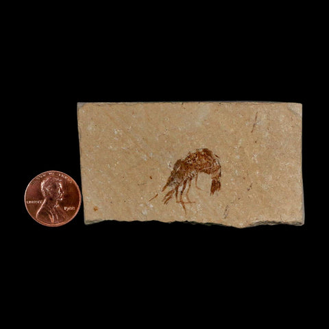 0.8" Fossil Shrimp Carpopenaeus Cretaceous Age 100 Mil Yrs Old Lebanon COA - Fossil Age Minerals