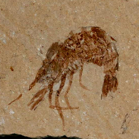 0.8" Fossil Shrimp Carpopenaeus Cretaceous Age 100 Mil Yrs Old Lebanon COA - Fossil Age Minerals