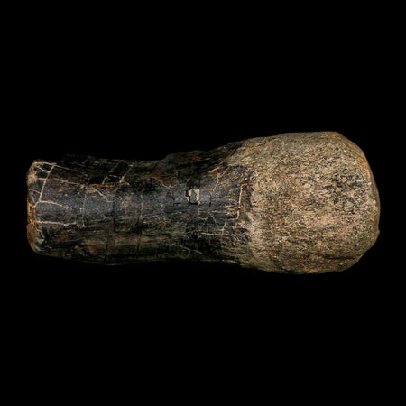 7.8" Hypacrosaurus Dinosaur Fossil Limb Bone Two Medicine Formation Montana COA