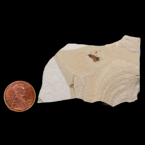 0.4 Detailed Fossil Roach Insect Green River FM Uintah County UT Eocene Age - Fossil Age Minerals