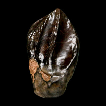 XL 0.9" Triceratops Fossil Tooth Hell Creek FM Cretaceous Dinosaur Montana COA Stand