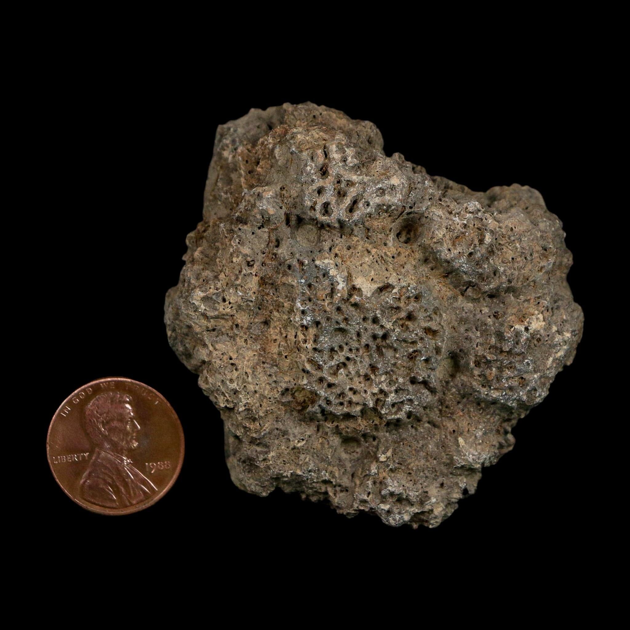 2.3" Glyptodon Fossil Osteoderm Scute Plate Bony Armor Pleistocene Uruguay COA - Fossil Age Minerals