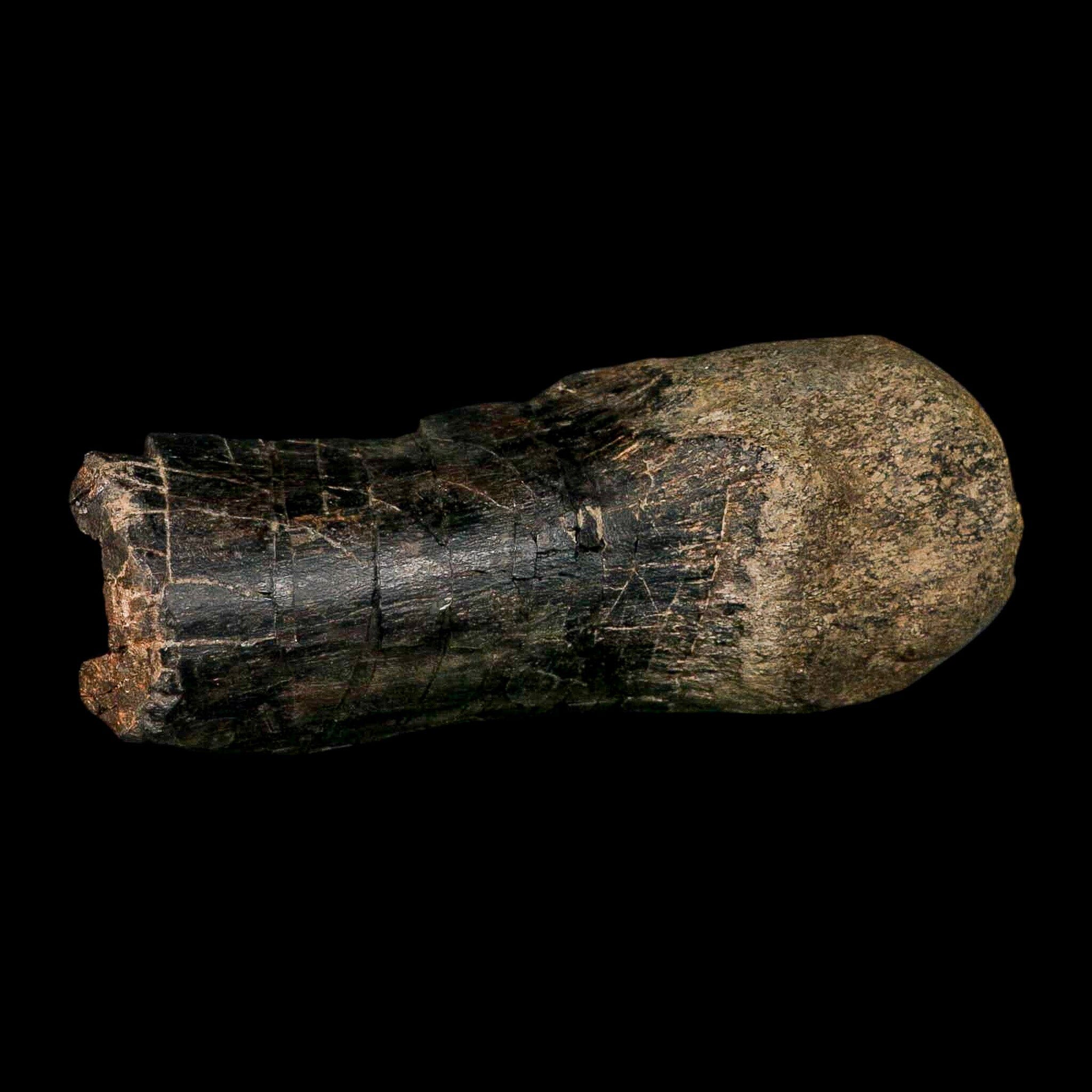 7.8" Hypacrosaurus Dinosaur Fossil Limb Bone Two Medicine Formation Montana COA - Fossil Age Minerals