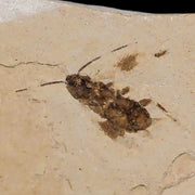 0.4 Detailed Fossil Roach Insect Green River FM Uintah County UT Eocene Age