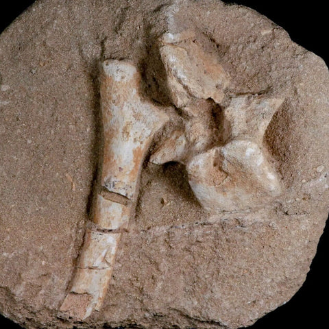 8" Crocodile Fossil Vertebrae And Bone Cretaceous Age Morocco Crocodilian Stand - Fossil Age Minerals