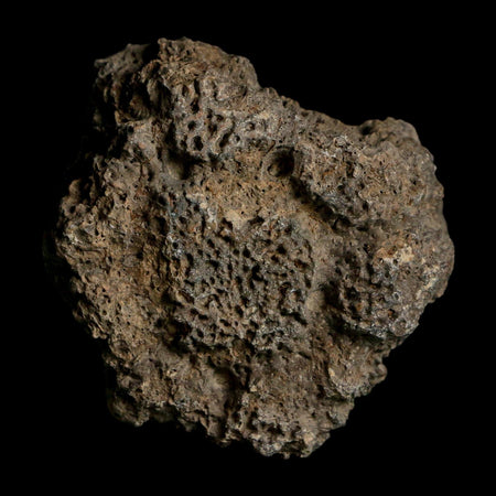 2.3" Glyptodon Fossil Osteoderm Scute Plate Bony Armor Pleistocene Uruguay COA