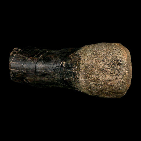7.8" Hypacrosaurus Dinosaur Fossil Limb Bone Two Medicine Formation Montana COA - Fossil Age Minerals